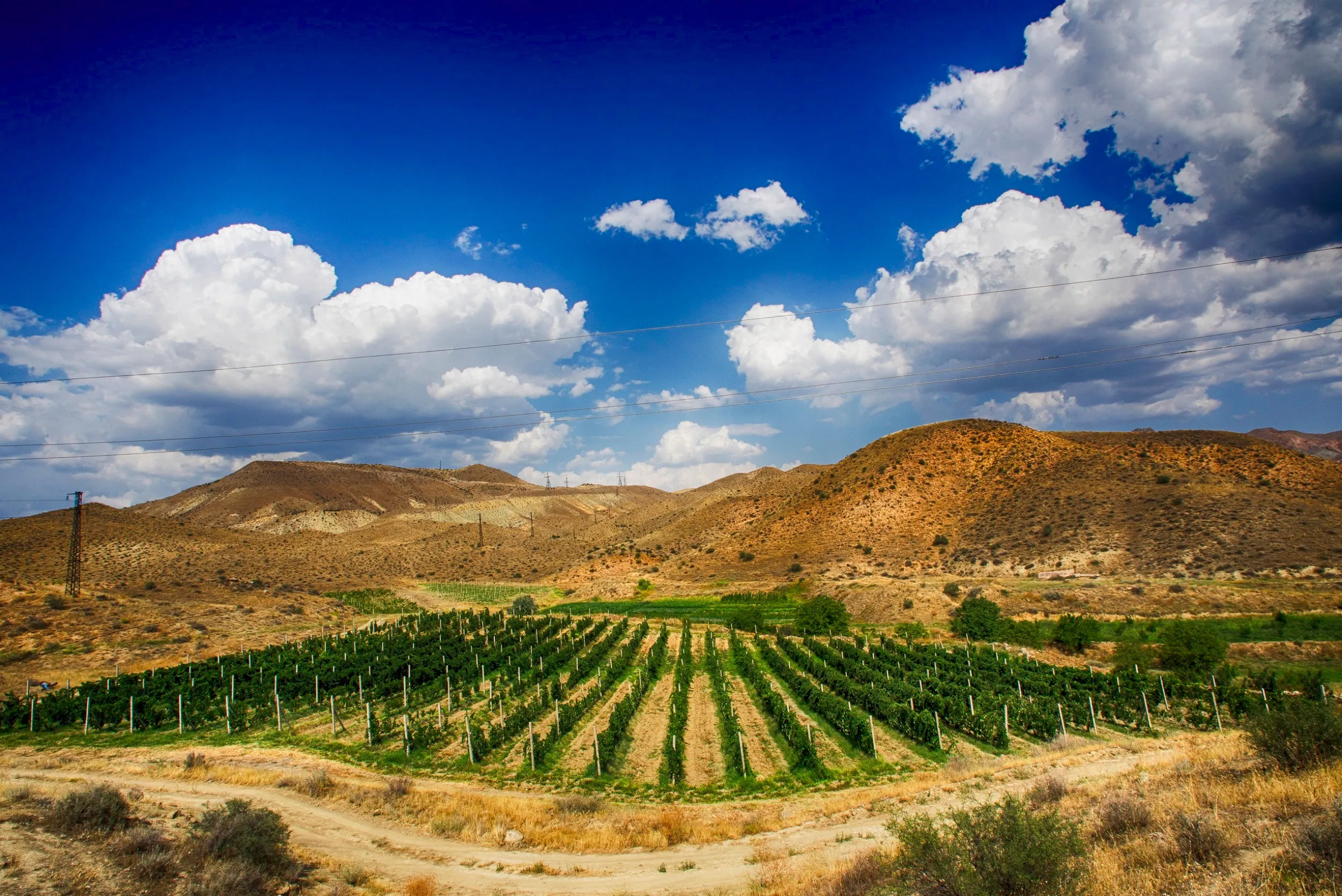 Old Bridge Winery vineyard in Armenia's Vayots Dzor region